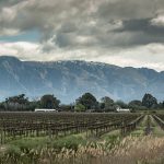 The winemakers on a mission to protect South Africa’s oldest vines