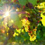 Napa winery adopts carbon capture technology