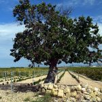 The people positioning Sicily to be the next great Italian wine region