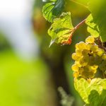 NZ Sauvignon supplies a ‘disaster’
