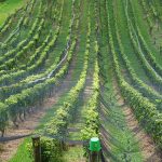 New Zealand wine industry beset by surging demand, production shortages and supply chain woes