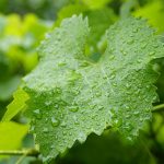 Wine weather: Another La Niña