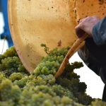 Wine industry gets boost from apprenticeship scheme