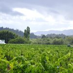 The gentle giants softly nurturing the vineyards of Churton
