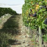 Misha’s vineyard: Hitting Pinot’s high notes