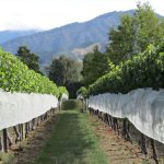 Another year of financial troubles for Yealands Wine Group and Marlborough Lines