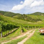 Veteran-owned winery serves community through viticulture