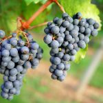 Tensions at tipping point as red wine glut looms