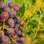 Mornington Peninsula’s vines declared phylloxera free