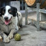 Winejobs Top Dog winner unleashed