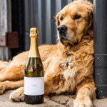 Winejobs Top Dog competition People’s Choice winner recognised