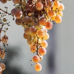 Māori winemakers are guardians of New Zealand terroir