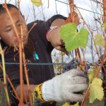 2022 Tasmanian wine grape harvest gets underway