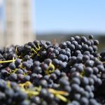Industry bodies welcome funding to improve winegrape price transparency