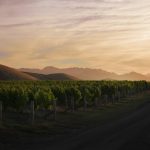 New Zealand Winegrowers launch 2022 Sustainability Report