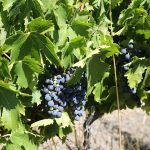 Wine Australia strengthens focus on sector’s sustainability