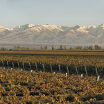 Calabria’s Vintners & CO. welcomes Doña Paula Argentinian Wines to distribution portfolio