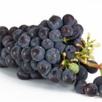 group-plant-grape-vine-vineyard-bunch-1191989-pxhere.com