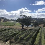 Jansz vineyard – credit Sheralee Davies & Wine Tasmania