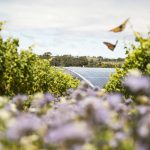 Yealands – Solar, bees & interrow planting in Yealand Estate’s vineyard