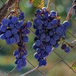 grape-4450000_1280