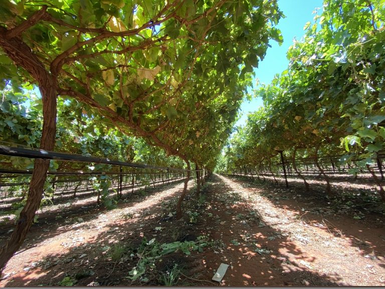Table grape industry ripe for growth in northern Australia