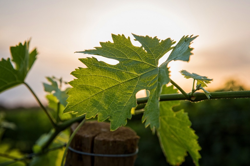 The Yarra Valley travels to Düsseldorf for ProWein 2023