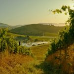 Handpicked Wines Highbow_Hill Vineyard Yarra Valley 43