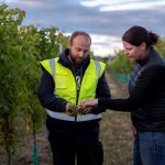Vineyard Manager, Sam Bain and Viticulture Business Manager, Emma Taylor inspect the first sauvignon blanc grapes at harvest April 2023