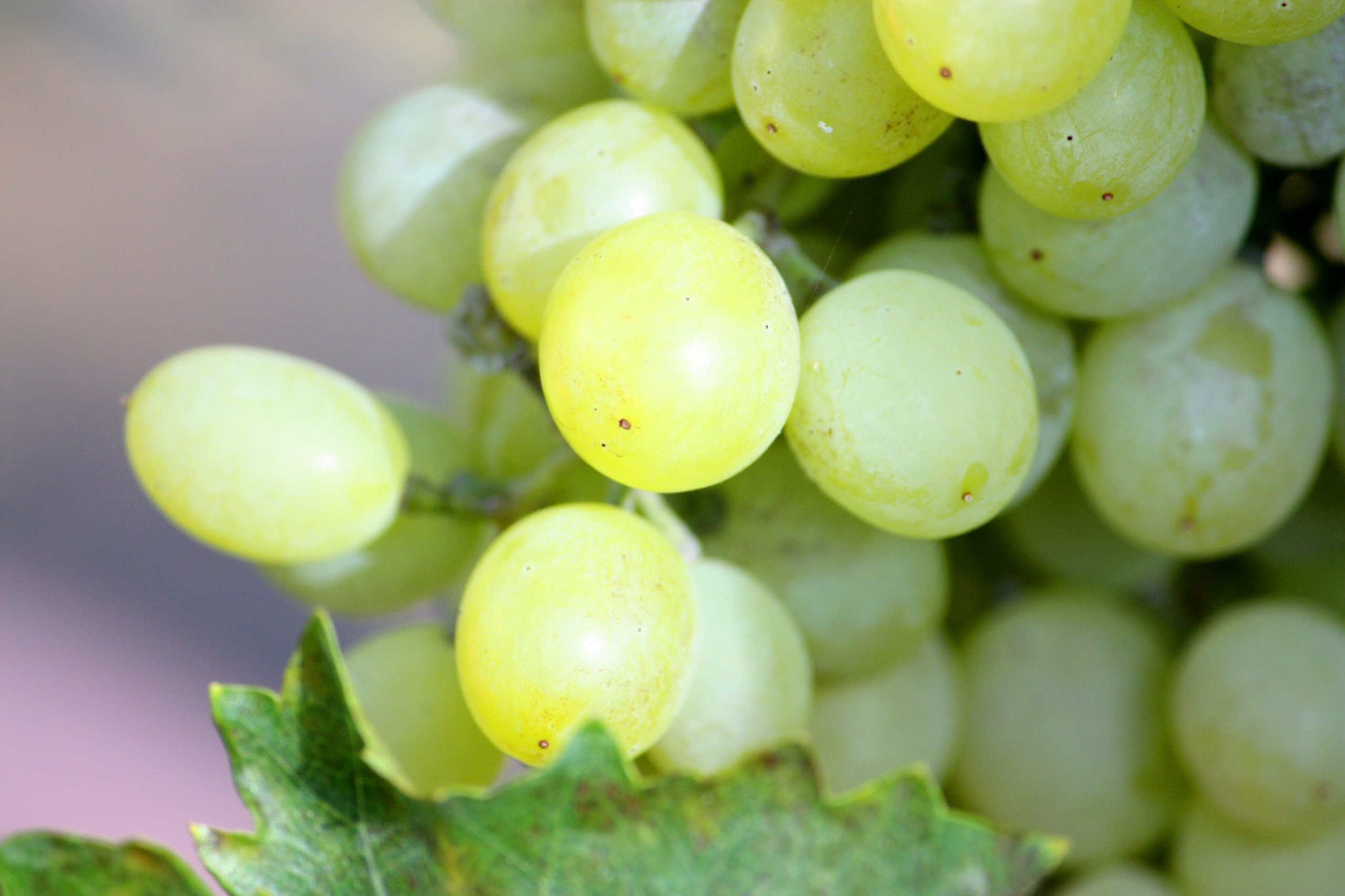 Dr Michele Allan AO reappointed Wine Australia Chair