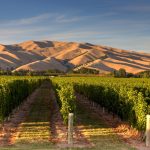 New Zealand Winegrowers Inc, Giesen Wines