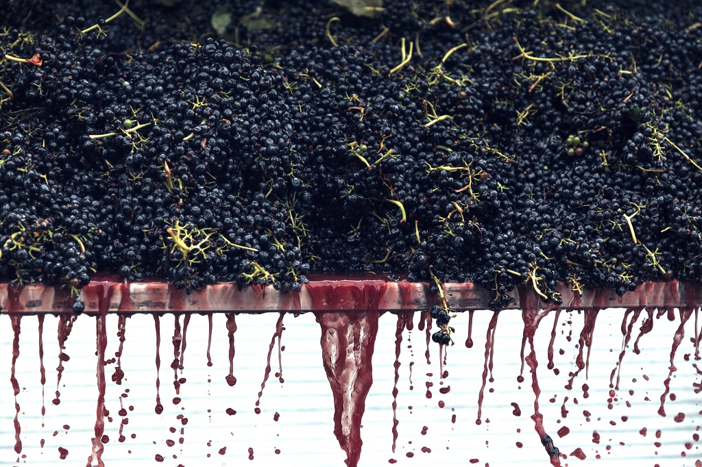 Steady wine sales not enough to relieve oversupply pressure