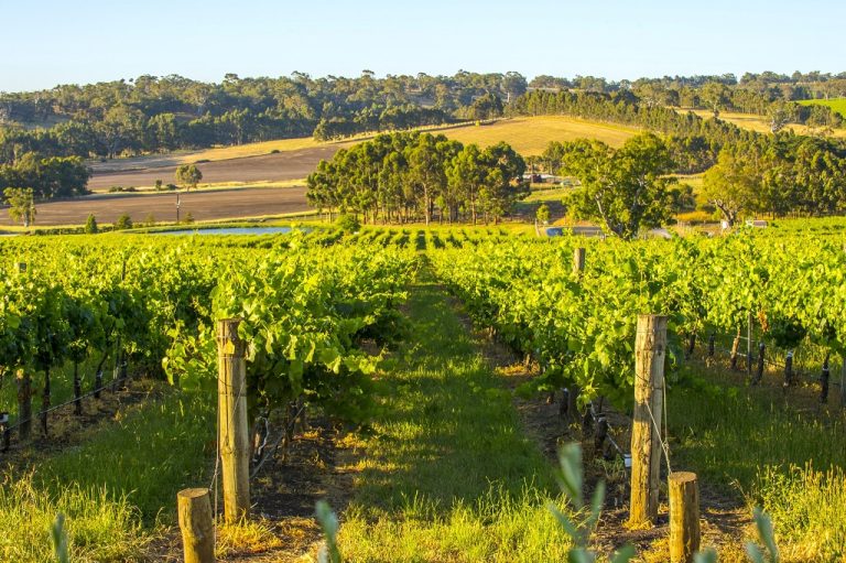 Sustainable winegrowing certifications triple in the Adelaide Hills ...