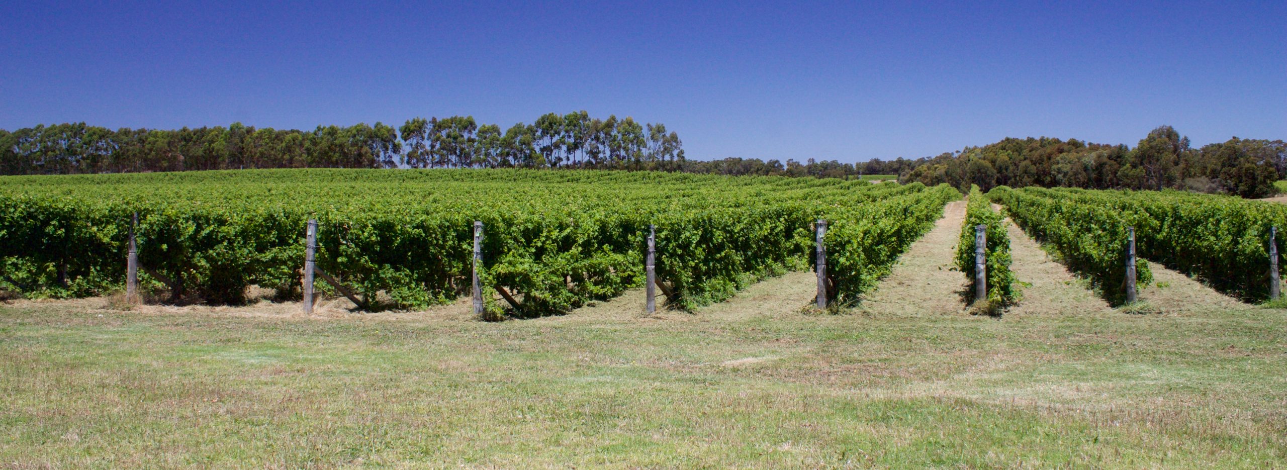 Chenin Blanc: Multiple uses for Chenin Blanc  at Churchview