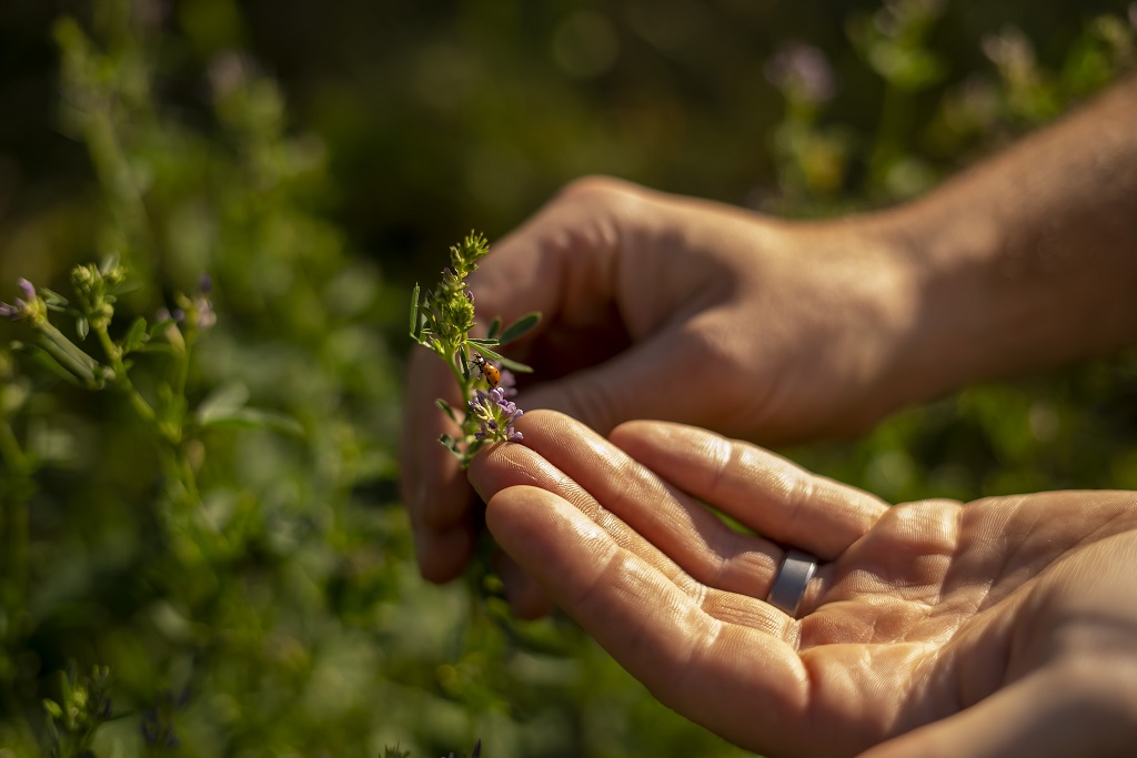 Austria outstrips France with its share of organic vineyards, exceeding 10,000ha