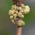 2024-09-25-Crown gall on grape vine Photo Credit Christopher Wong (1)