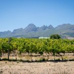 Harvest expectation signals improvement for South African wine industry