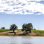 CBRE – Birdwood 1 – WEB