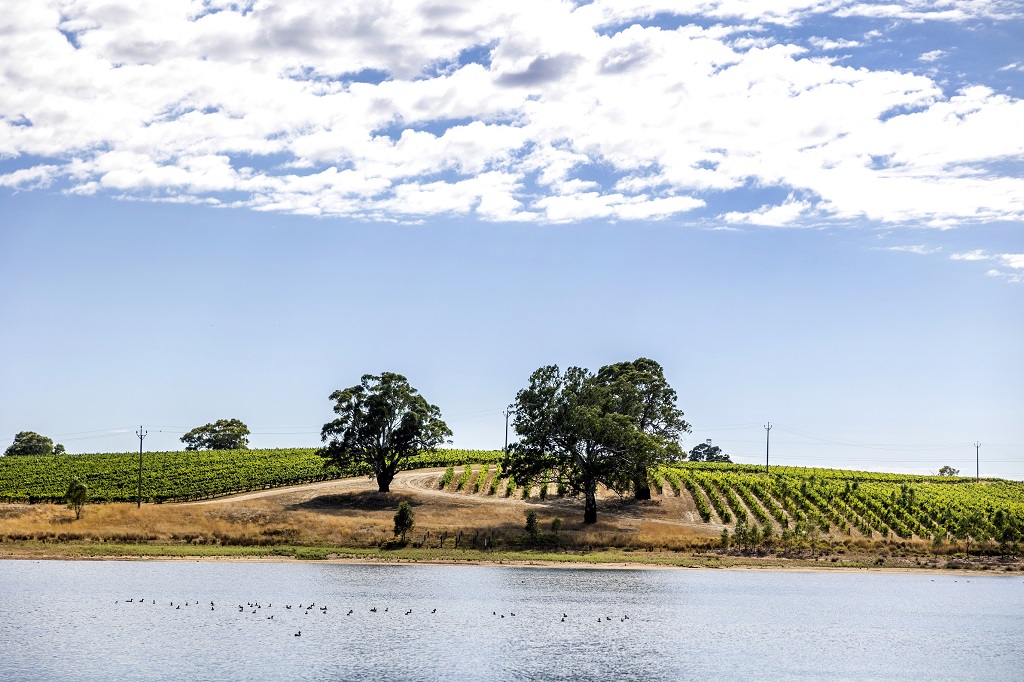 Cool climate Adelaide Hills vineyard hits the market 