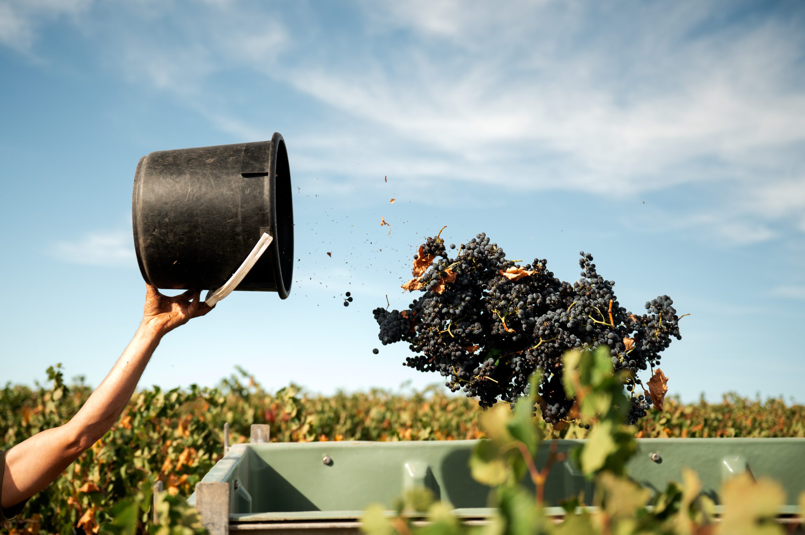Barossa’s Chateau Tanunda welcomes 135th anniversary vintage with annual bell ringing ceremony