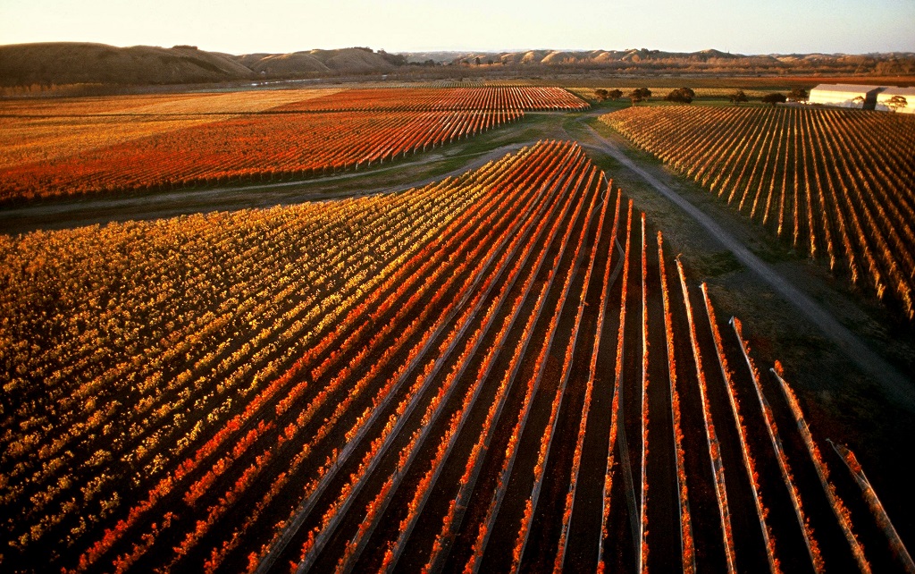 Blind tasting selects the “apex” of Hawke’s Bay’s Chardonnay