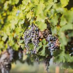 jonathan-farber-dKtz7NlcOEI-unsplash