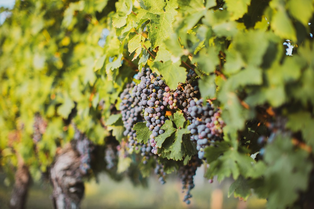 Boost for resources in battle against botrytis
