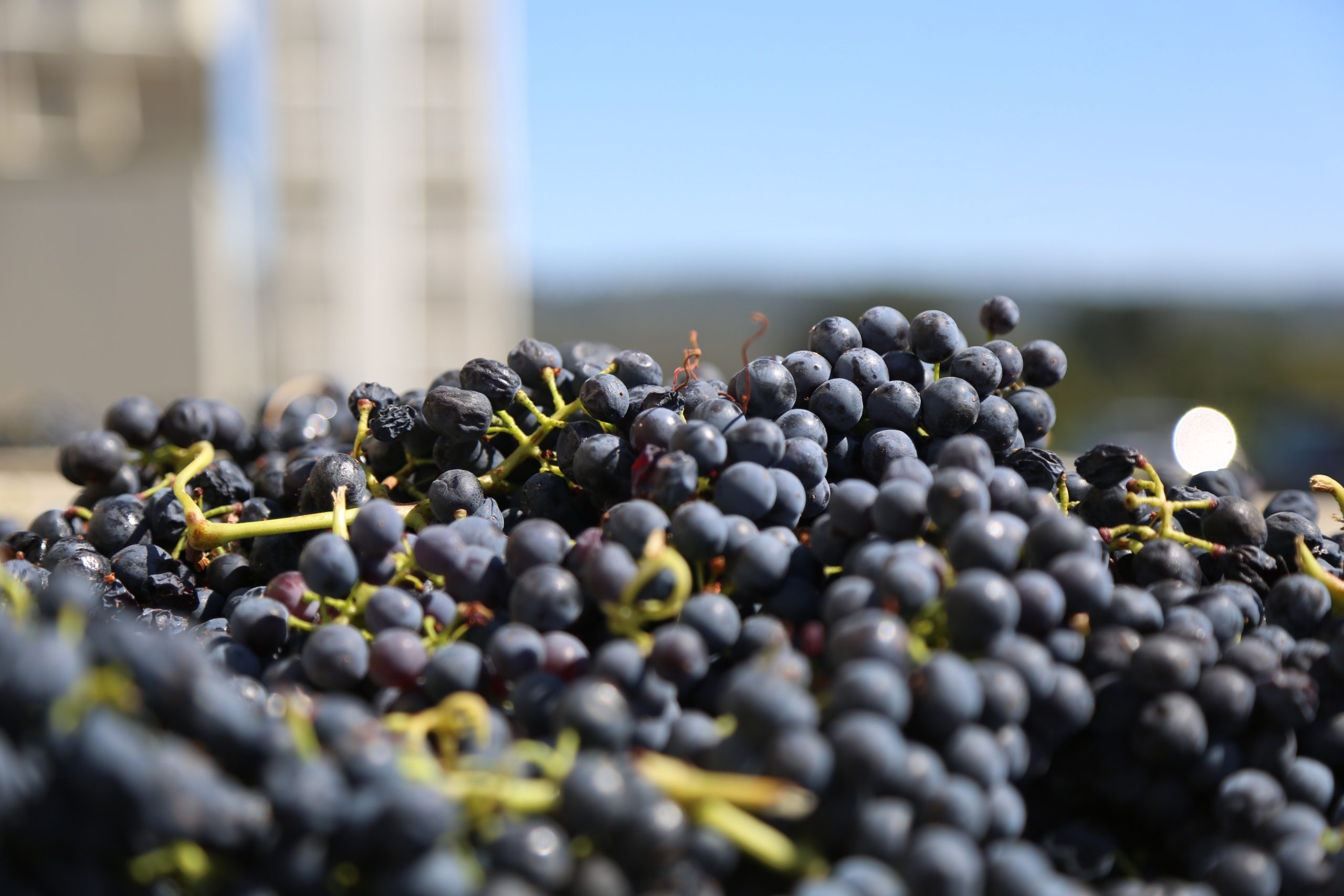 Winegrape growers call for ACCC enforced purchases code as inquiry enters second hearing