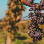 arpad-czapp-THhP2cBhfww-unsplash