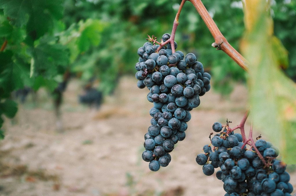 Tasmania establishes research hub to prepare for predicted production boom