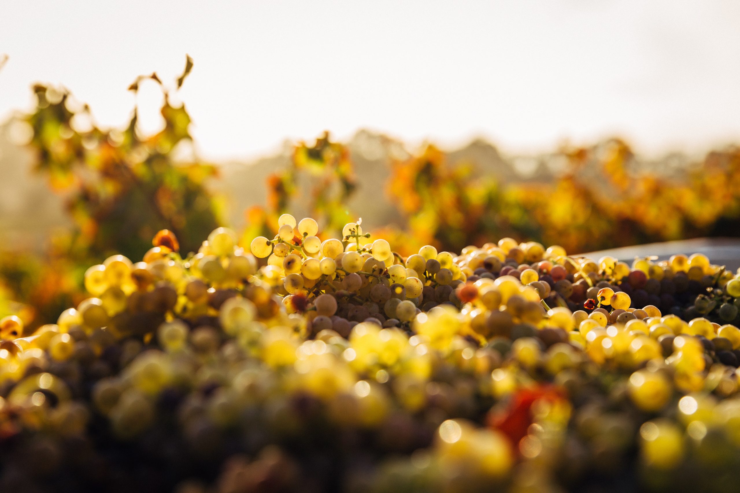 Australian Grape & Wine welcomes unfair trading protections for small businesses