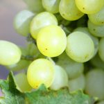 Research to boost growers’ connection with ‘green finance’