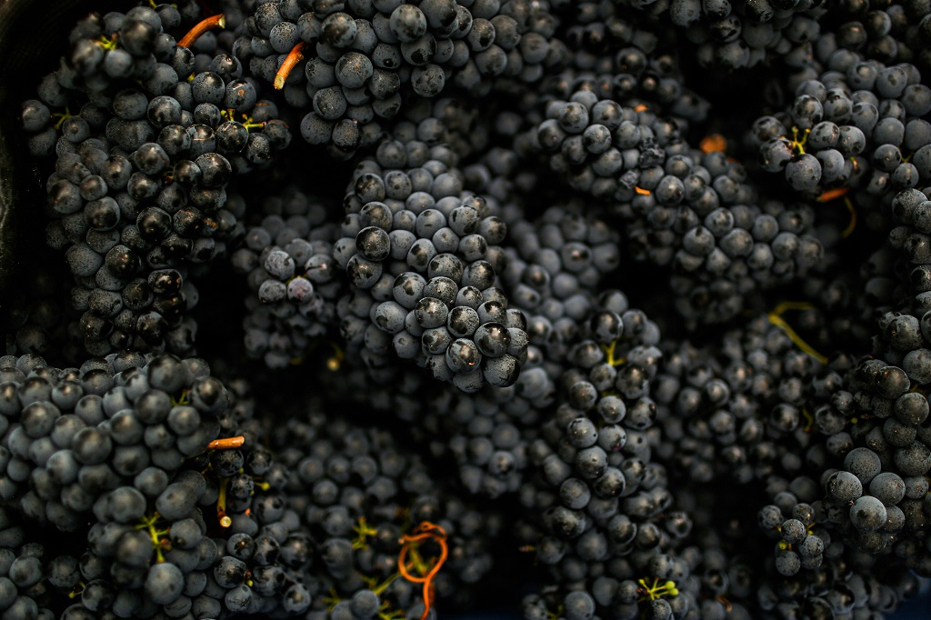 Make it mandatory: Senate report calls for compulsory code of conduct and wine surplus solutions
