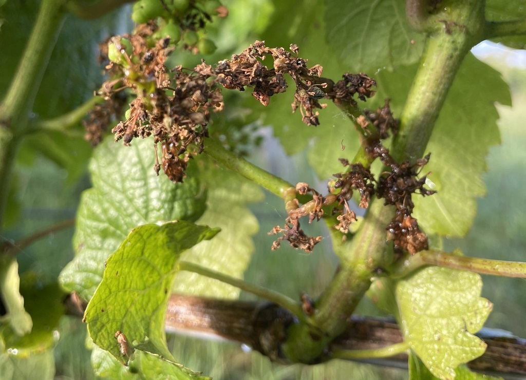 Bacterial Inflorescence Rot of Grapevines Caused by Pseudomonas syringae pv. syringae